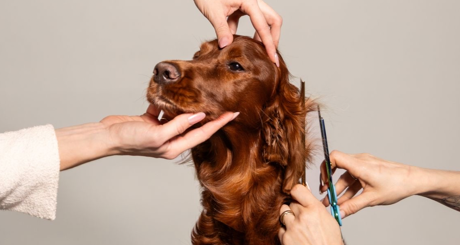 A setter having its coat scissored by a groomer